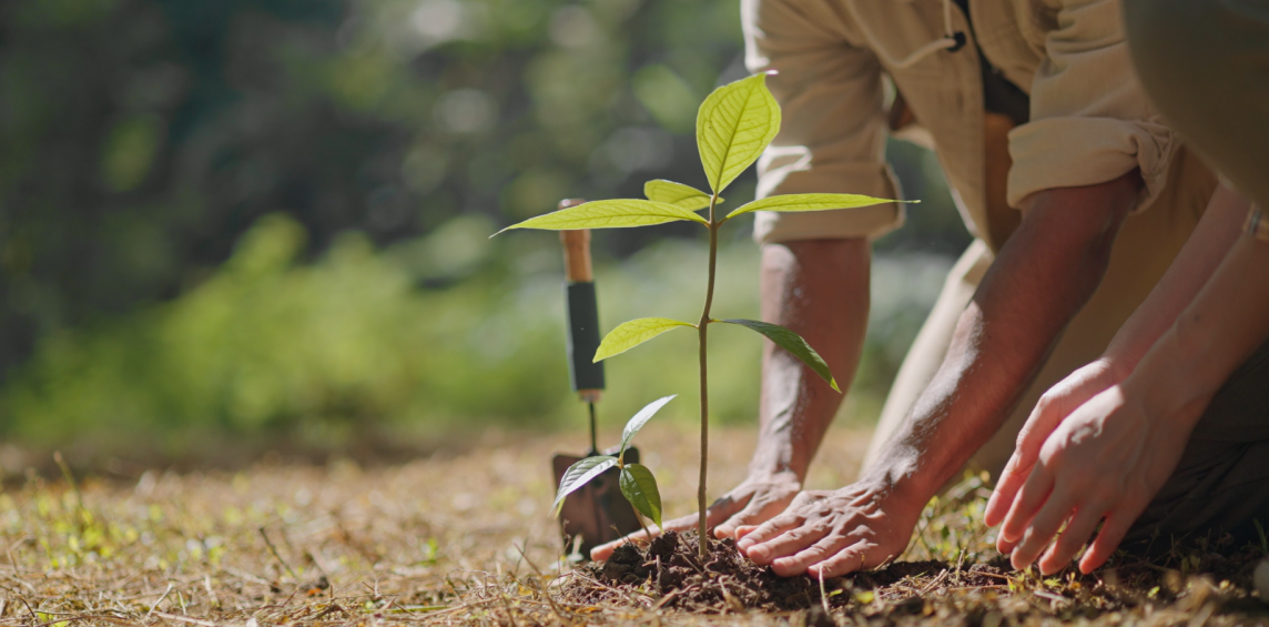 Image of two people planting a little tree.